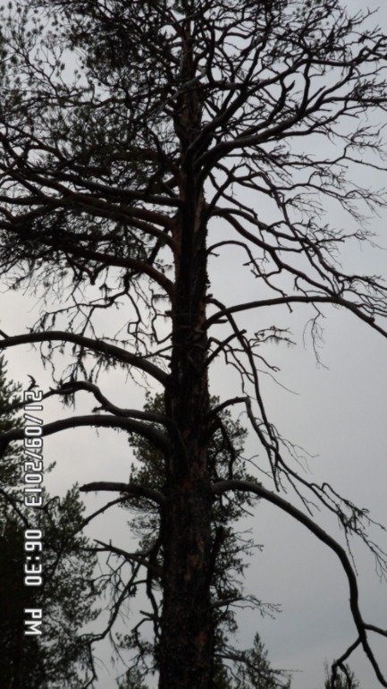 Осенняя поездка в лес