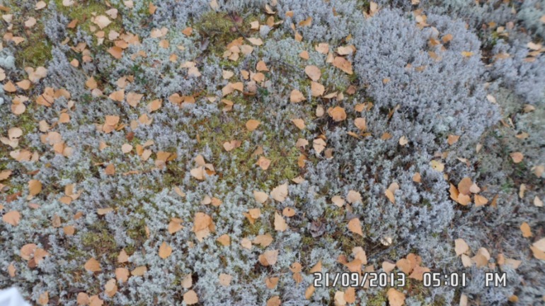 Осенняя поездка в лес