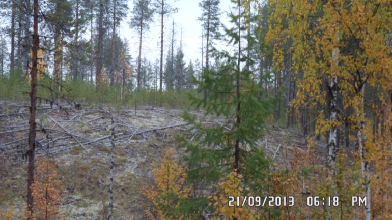 Осенняя поездка в лес