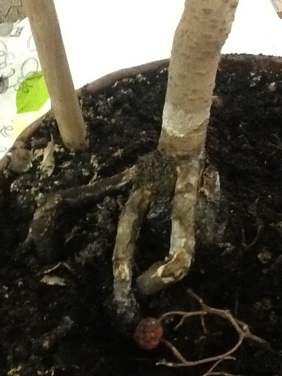 Как спасти деревце? Повреждены корни...