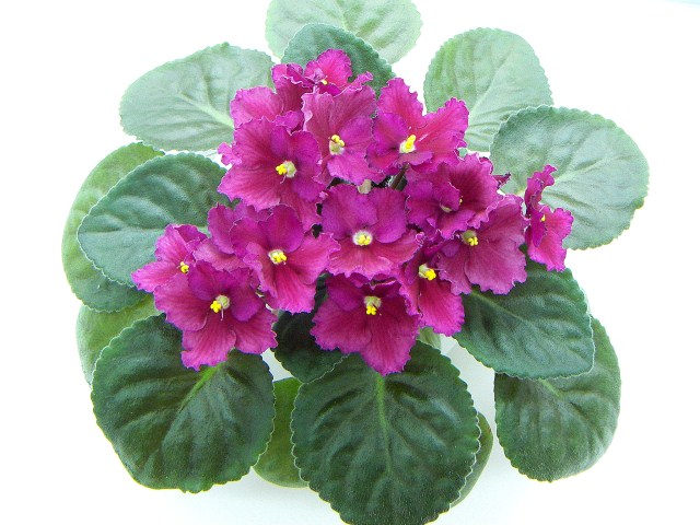 Фиалки - черенки и детки )