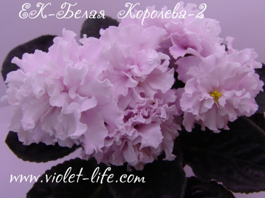 Фиалки - черенки и детки )