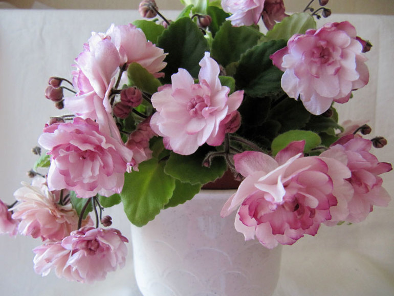 Фиалки - черенки и детки )