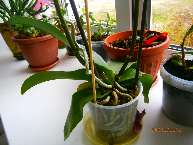 Кто разбирается в орхидеях?У меня к вам пара вопросиков!!!!