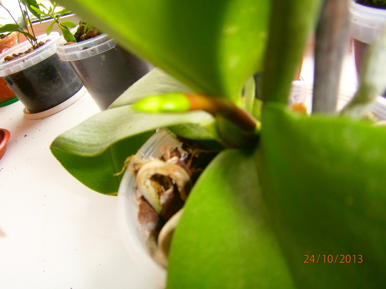 Кто разбирается в орхидеях?У меня к вам пара вопросиков!!!!