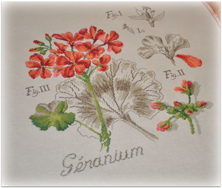 Герань, Véronique Enginger