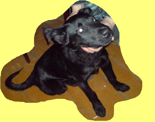 Длинный рассказ про нашего питомца