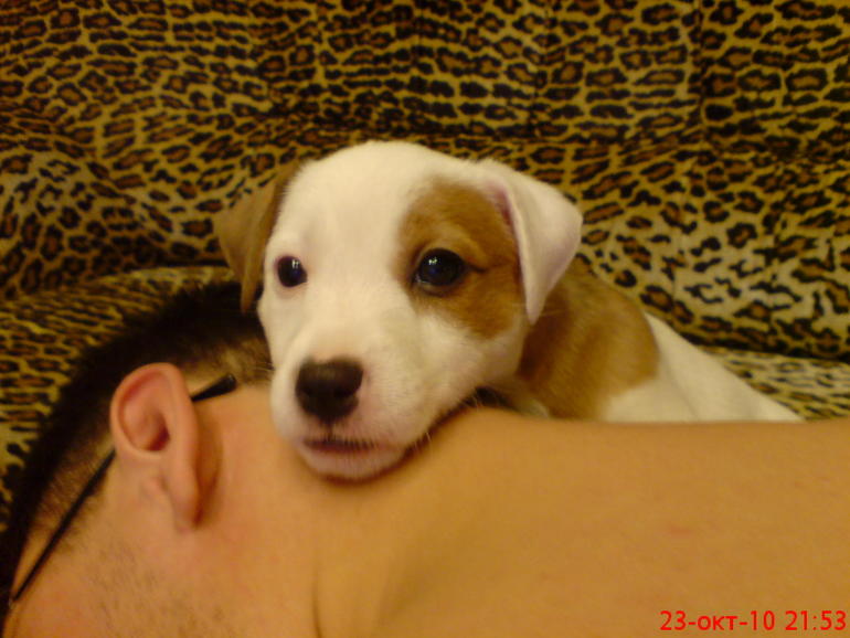 Длинный рассказ про нашего питомца