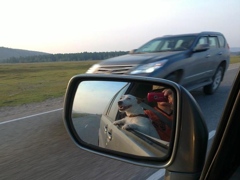 Длинный рассказ про нашего питомца