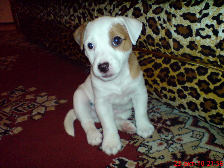 Длинный рассказ про нашего питомца