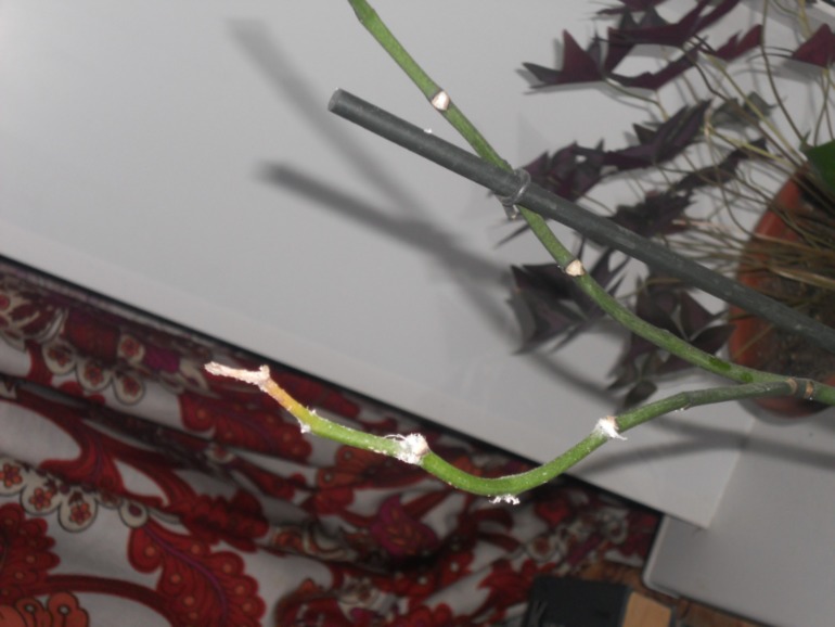 Девочки, помогите пожалуйста!!!!! Гибнет орхидея! Не знаю что с ней такое((((