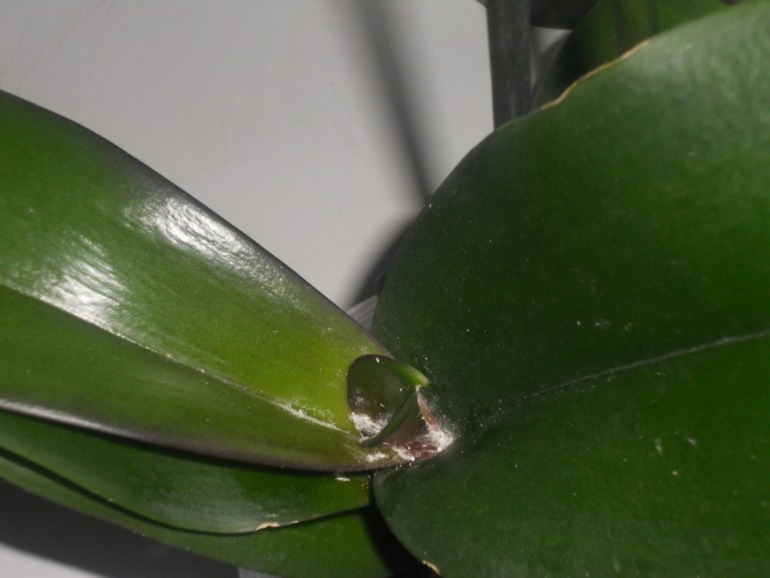 Девочки, помогите пожалуйста!!!!! Гибнет орхидея! Не знаю что с ней такое((((