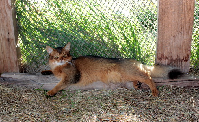 Нужен постоянный хозяин породистому коту.