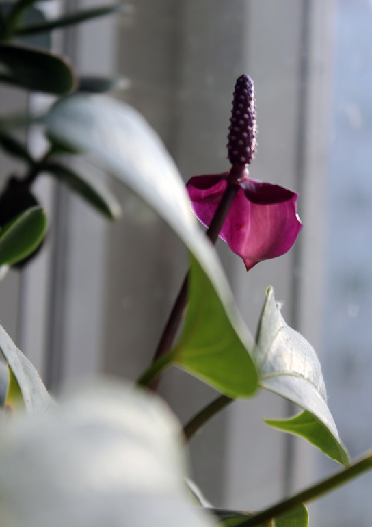 Антуриум Фиорино