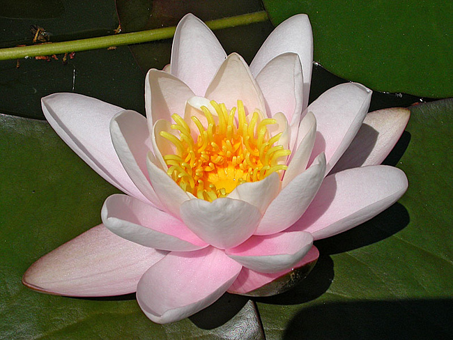 Контрольное задание № 10. Использование быстрой и обтравочной масок