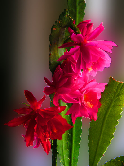 Неопознанный