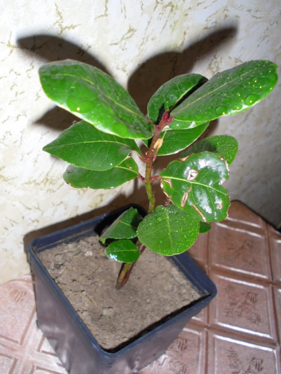 Посмотрите-помогите советом