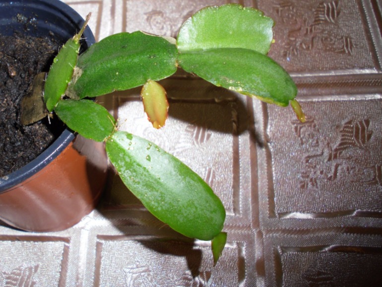 Посмотрите-помогите советом