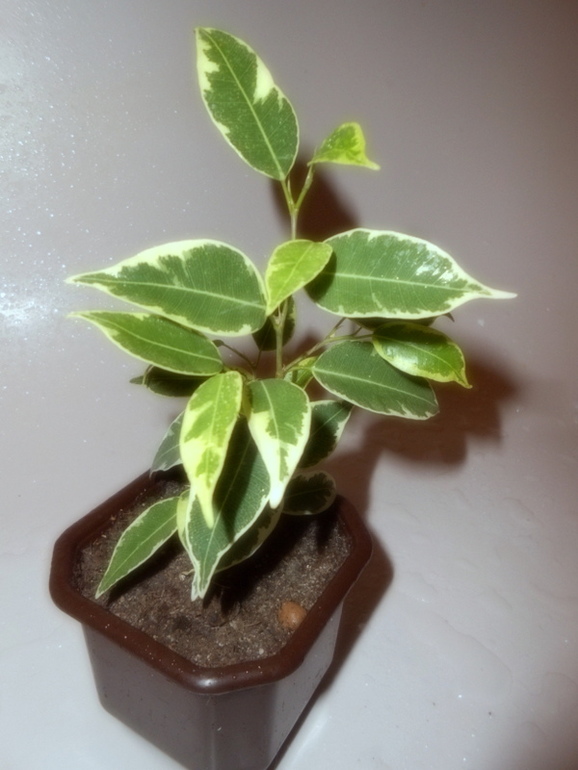 Фикусовый хваст