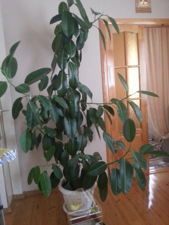 Мой фикус...)))