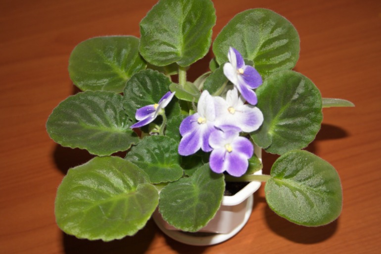 тоже решила похвастаться)