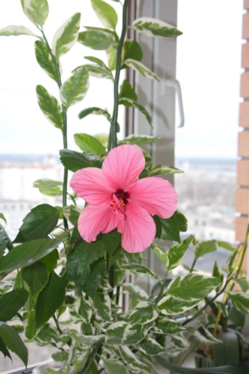 тоже решила похвастаться)