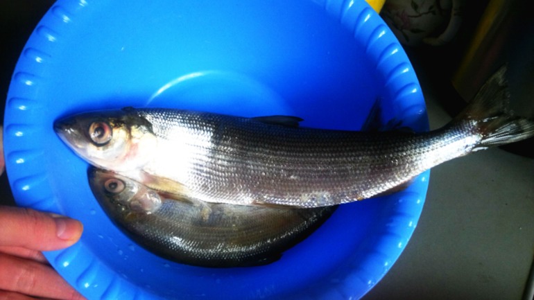 Запеченая рыба с картофелем в пряных травках