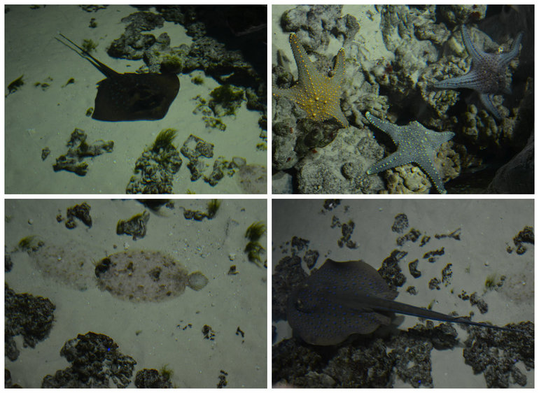 Океанариум №2 РИО