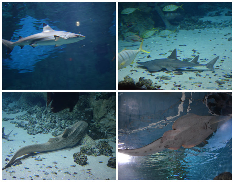 Океанариум №2 РИО