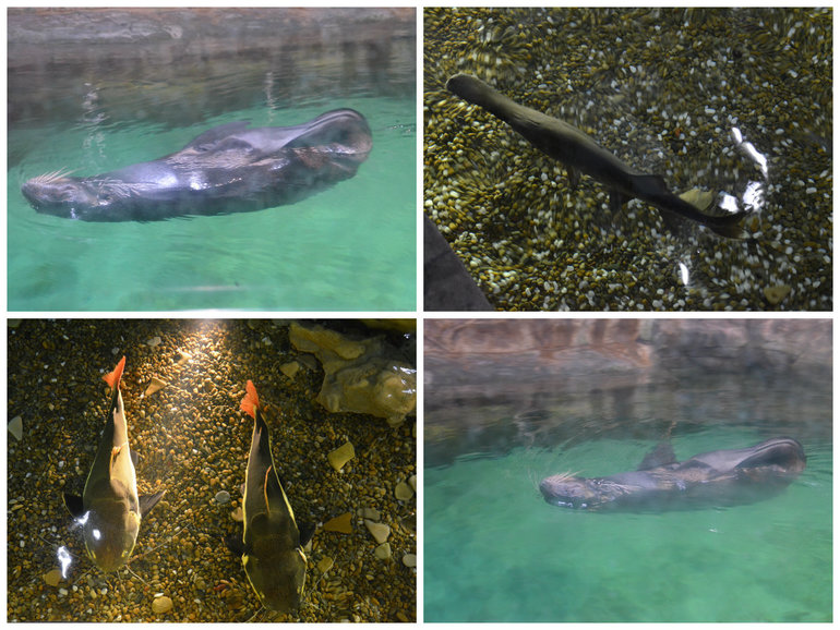 Океанариум №2 РИО