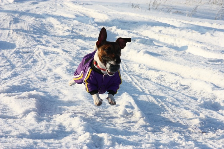 И я решила выложить свою щенюлю