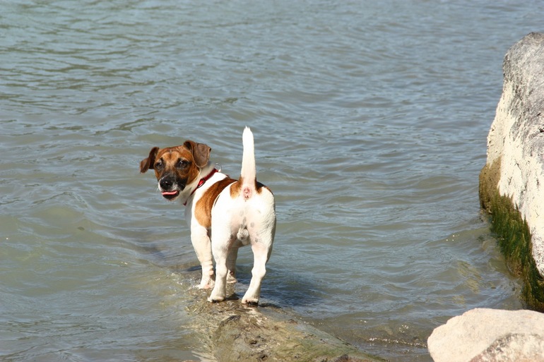 И я решила выложить свою щенюлю
