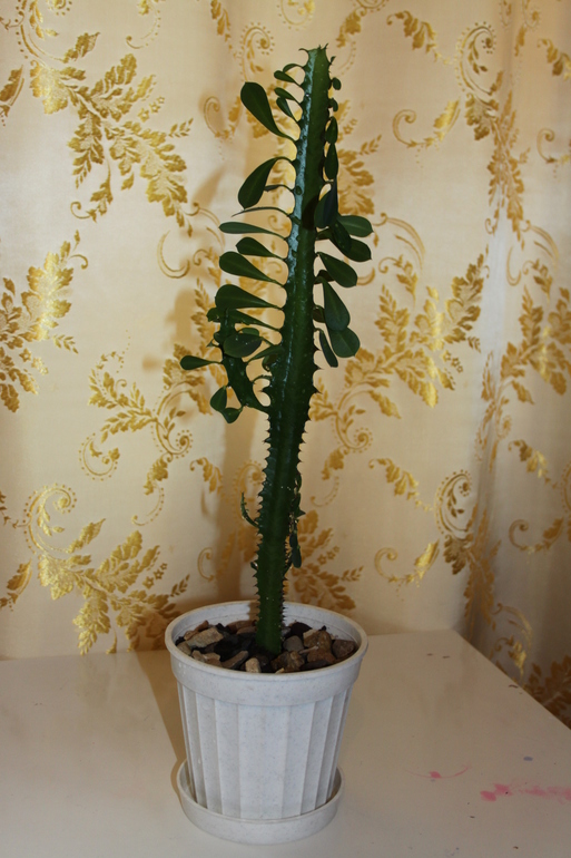 Провела перепись населения.Ну и фото на память.