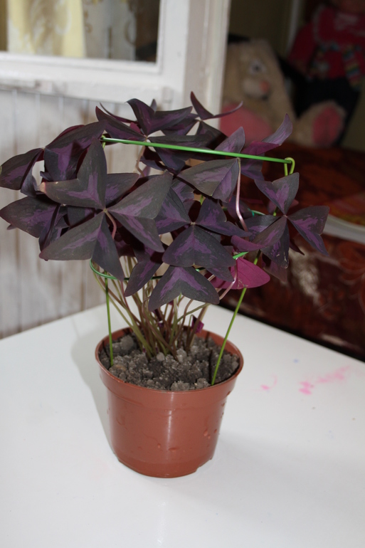 Провела перепись населения.Ну и фото на память.