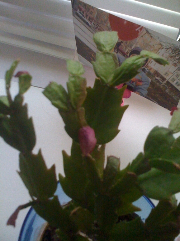 Что с шлюмбергерой?