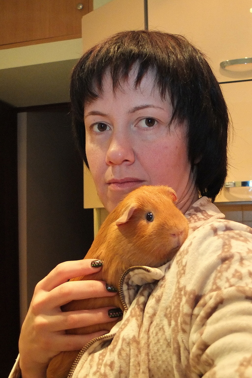 заводить ли морскую свинку?