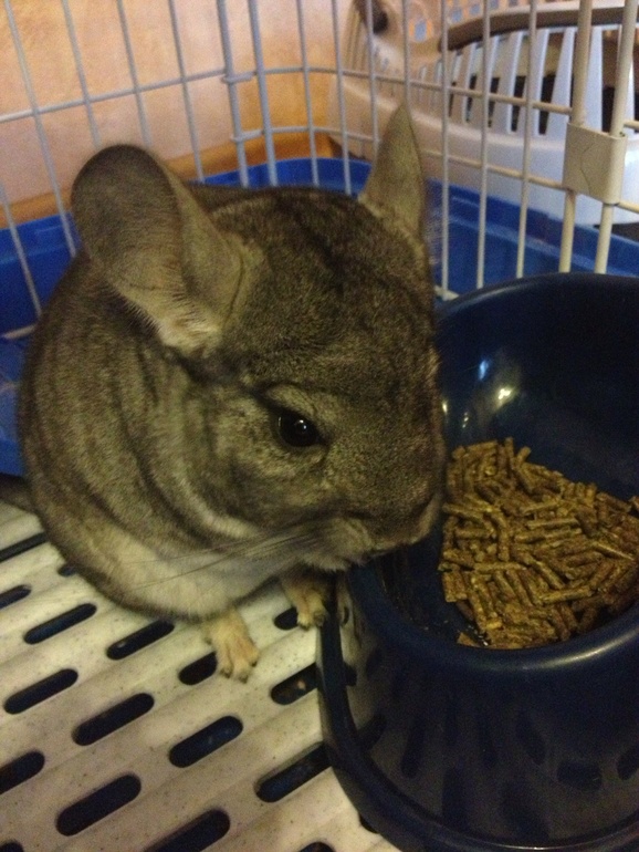 Неожиданное пополнение в нашей семье ))). Что с ним делать????