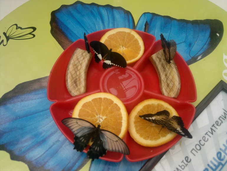 Контактный зоопарк и тропические бабочки на ВВЦ