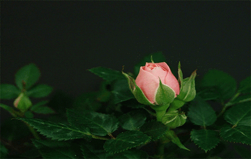 1851bb8777ac6b050baead2bba62d37f.gif