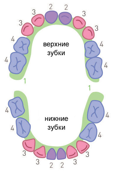 Карта роста зубов