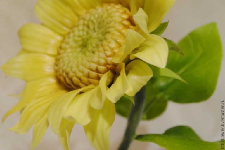 Самый солнечный цветок - Подсолнух