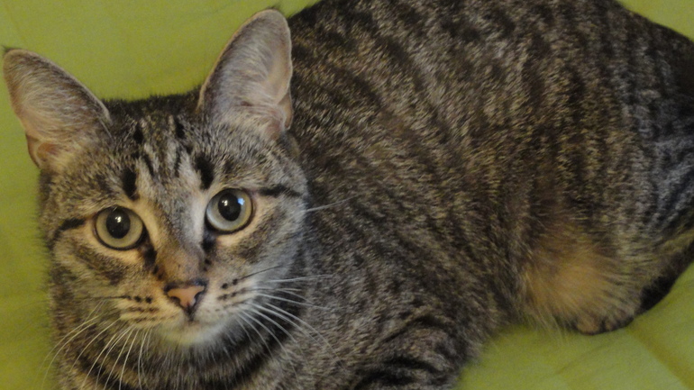 как откормить кошку?