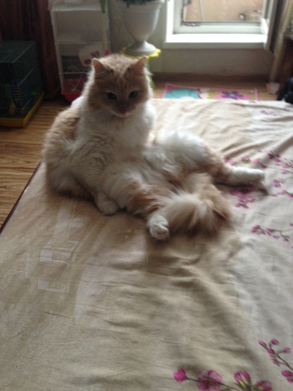 Вот такое чудо