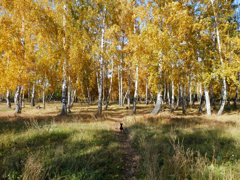 Золотая осень