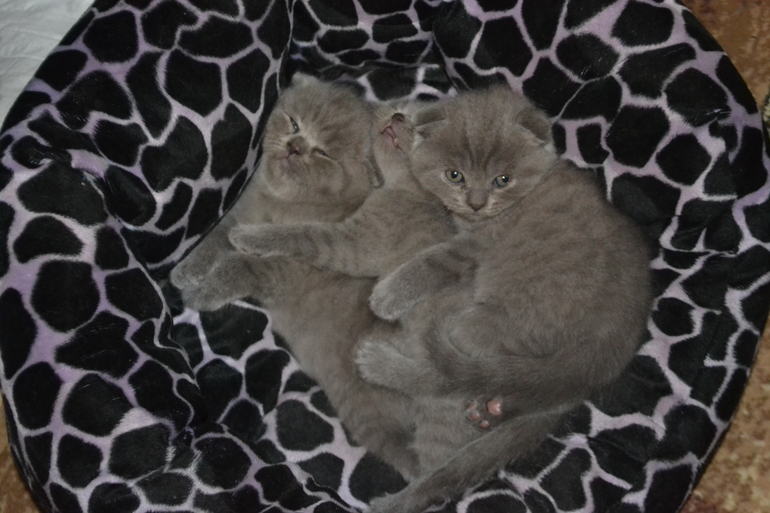 Как  обещала,рассказываю и показываю пупсов)))