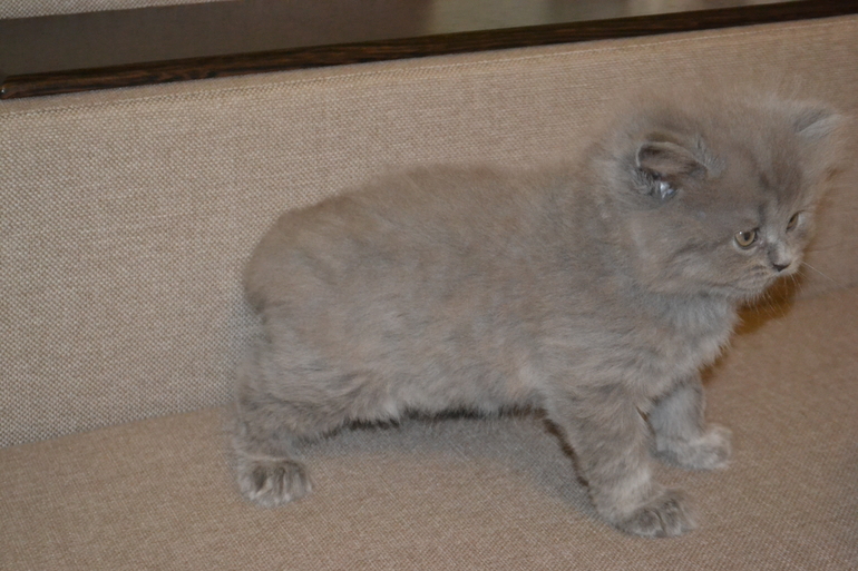 Как  обещала,рассказываю и показываю пупсов)))