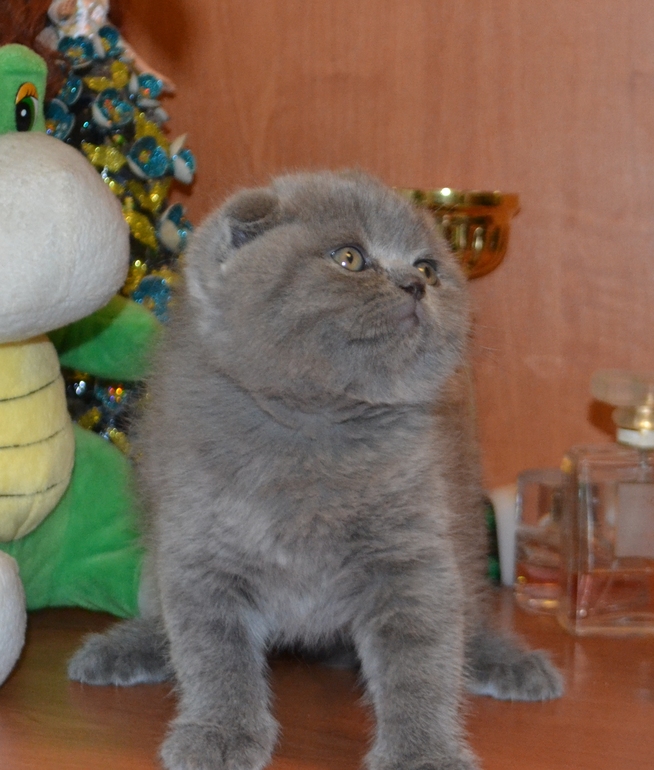 Как  обещала,рассказываю и показываю пупсов)))