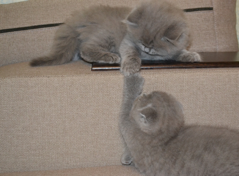 Как  обещала,рассказываю и показываю пупсов)))