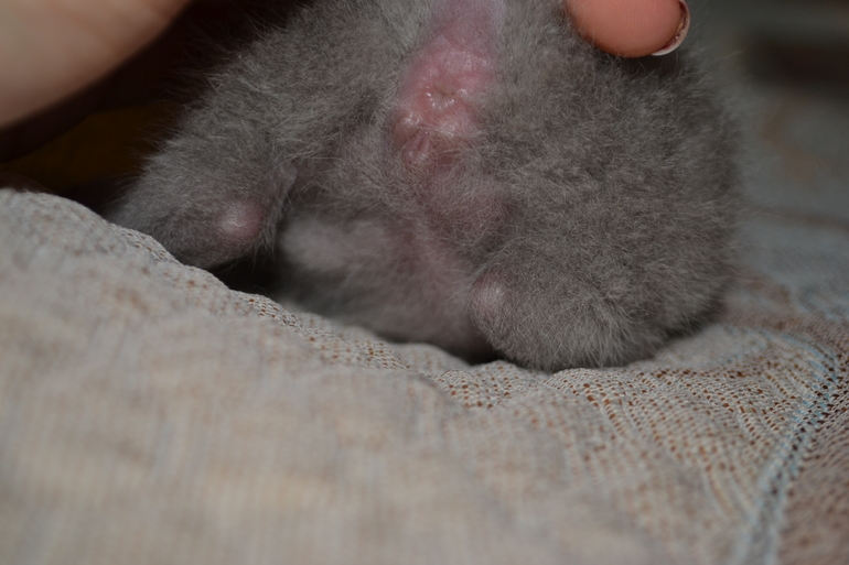 Девочки,помогите определить пол котят.....