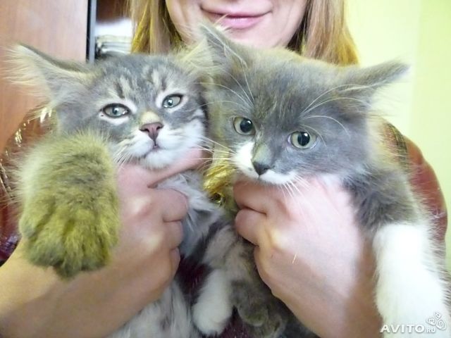 Мой малыш, мой новый друг)